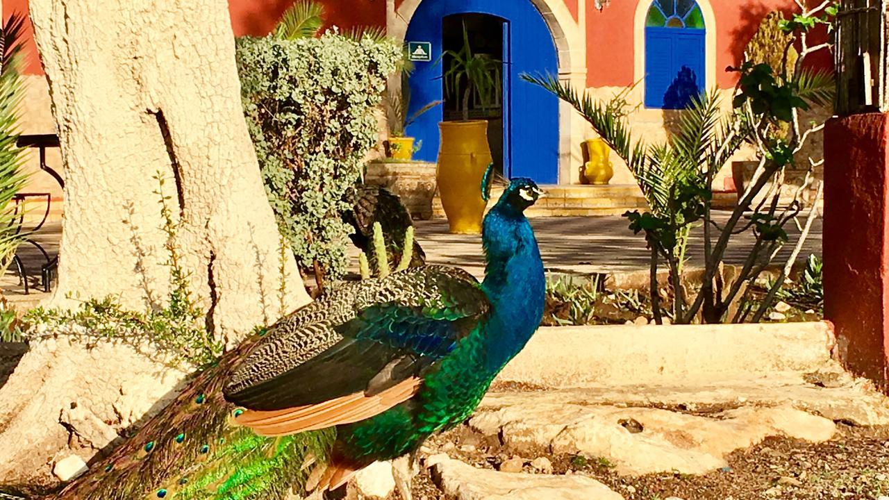 Camping&Hôtel Le Calme Essaouira Esterno foto