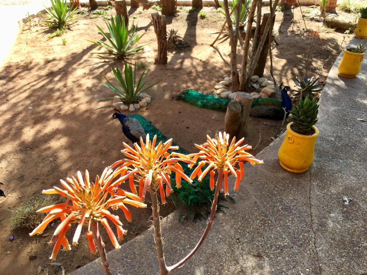 Camping&Hôtel Le Calme Essaouira Esterno foto