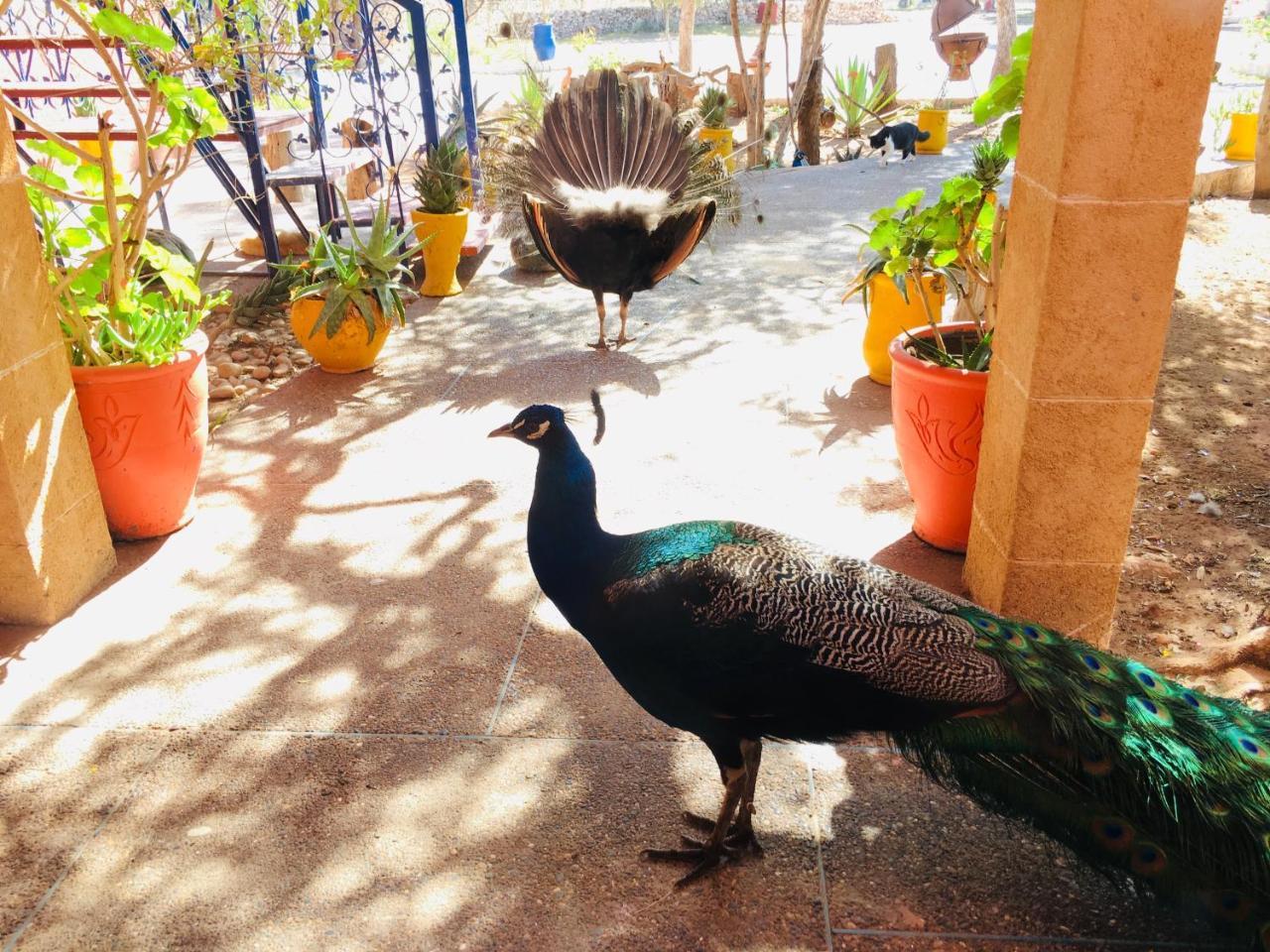 Camping&Hôtel Le Calme Essaouira Esterno foto